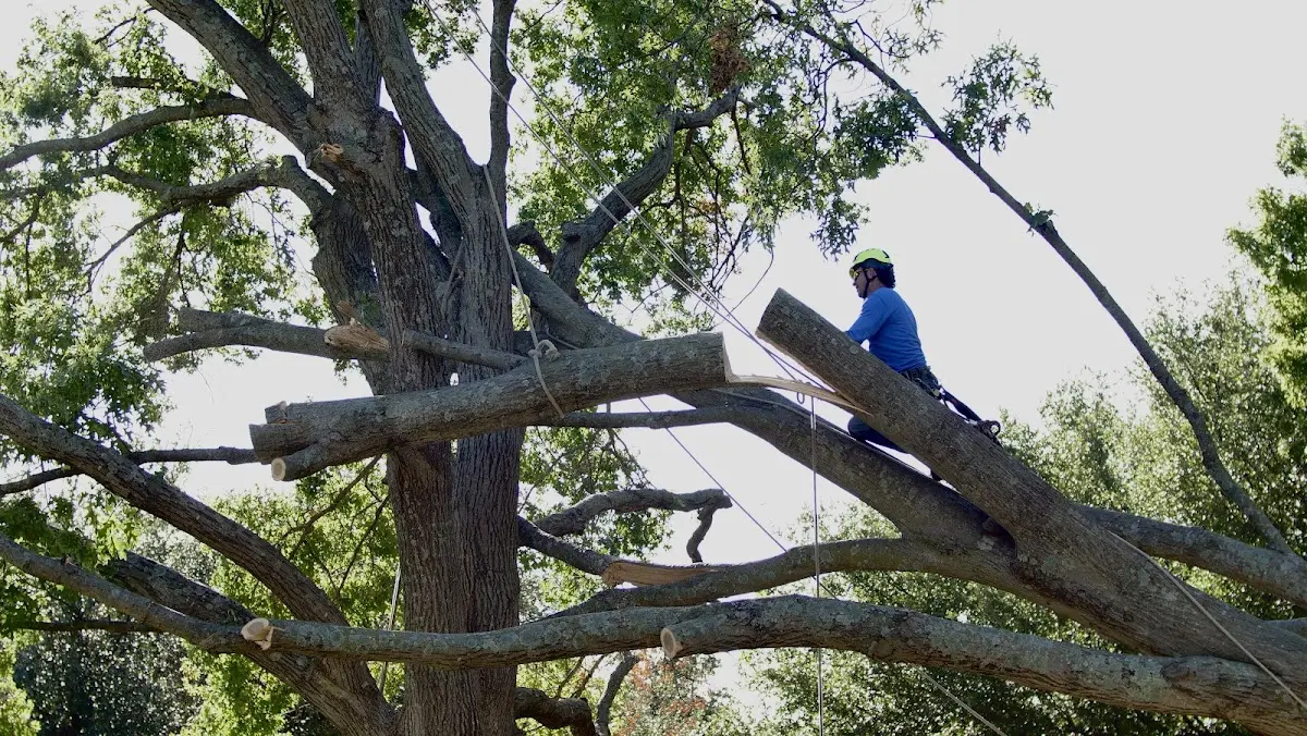Professional Hazardous Tree Removal performed by certified arborists in Flag Pond