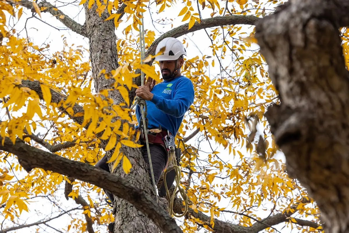 Skilled Tree Pruning crew working in Flag Pond